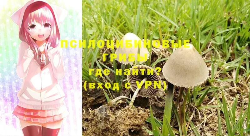 Псилоцибиновые грибы Cubensis  где купить наркотик  Нариманов 